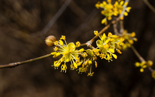 Cornus mas, photographed by an iNaturalist contributor