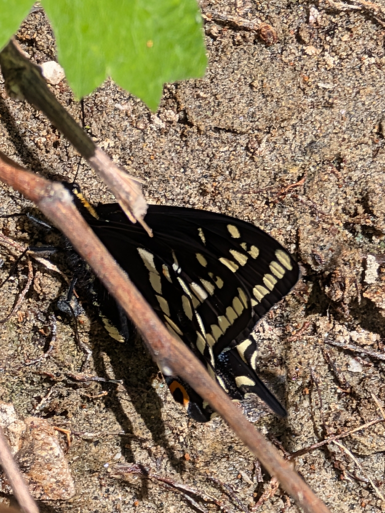 Edwards' Swallowtail