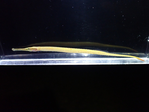 Microphis brachyurus observed 2026-03-22