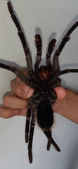 Xenesthis