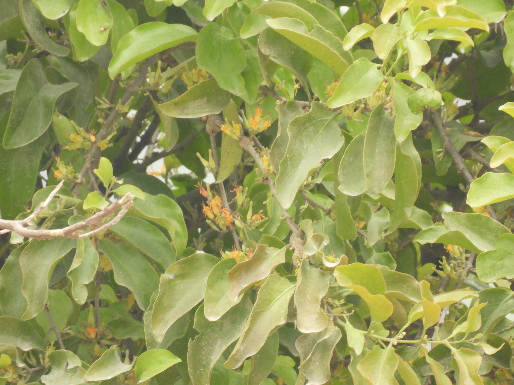 Dendrophthoe pentandra (Dendrophthoe pentandra)