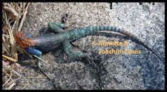 Agama dodomae dodomae