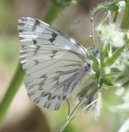 Spring White photo 5