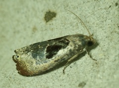 Omiostola