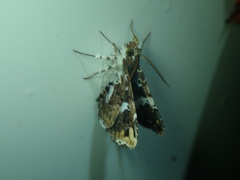 Image of Pseudogerespa usipetes
