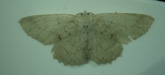 Sabulodes
