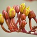 Agave aurea capensis - Photo (c) Bill Levine, some rights reserved (CC BY-NC), uploaded by Bill Levine