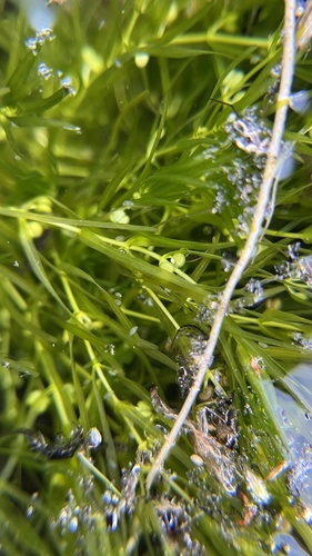Fassett's water-starwort (Callitriche fassettii)