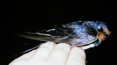 Hirundo rustica gutturalis