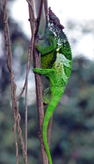 Kinyongia multituberculata