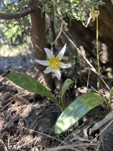 Erythronium multiscapideum, photograph 3