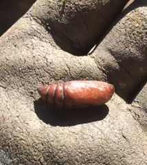 Phlogophora meticulosa