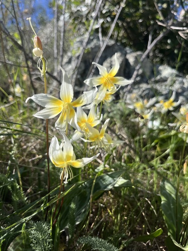 Erythronium multiscapideum, photograph 4