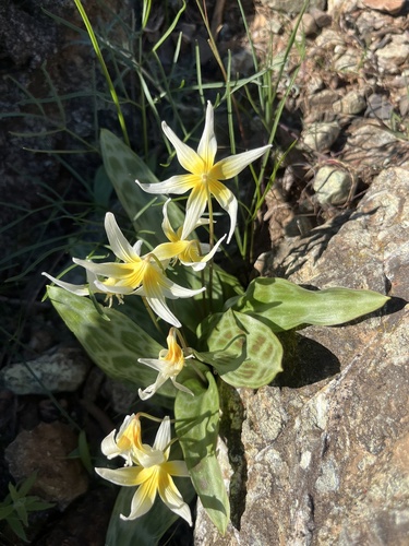 Erythronium multiscapideum, photograph 5