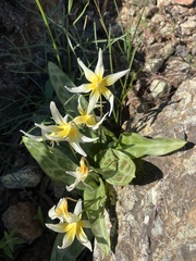 Erythronium multiscapideum, photograph author not stated, no rights reserved
