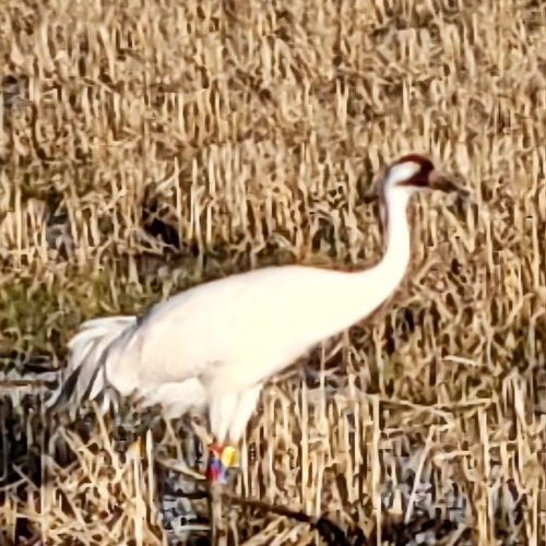 Whooping Crane photographed in Louisiana