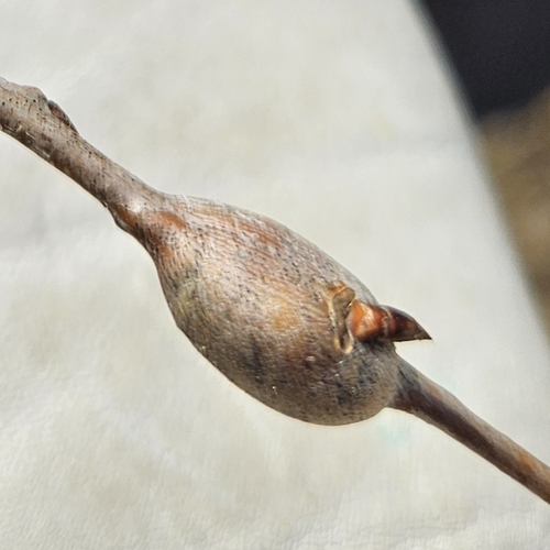 Unknown species found near Rogers, MN, USA