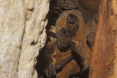 Nyctinomops laticaudatus