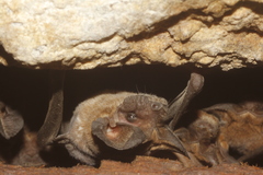 Nyctinomops laticaudatus