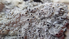 Pertusaria rubefacta