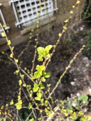 Ribes alpinum