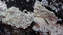 Pertusaria rubefacta