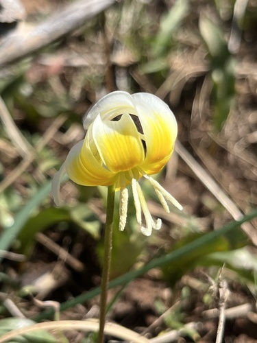 Erythronium multiscapideum, photograph 1