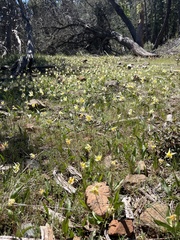 Erythronium multiscapideum, photograph author not stated, no rights reserved