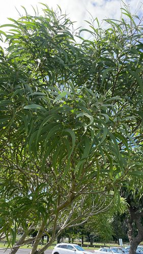 Acacia koa observed 2026-03-24