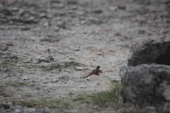 Aspidoscelis angusticeps angusticeps