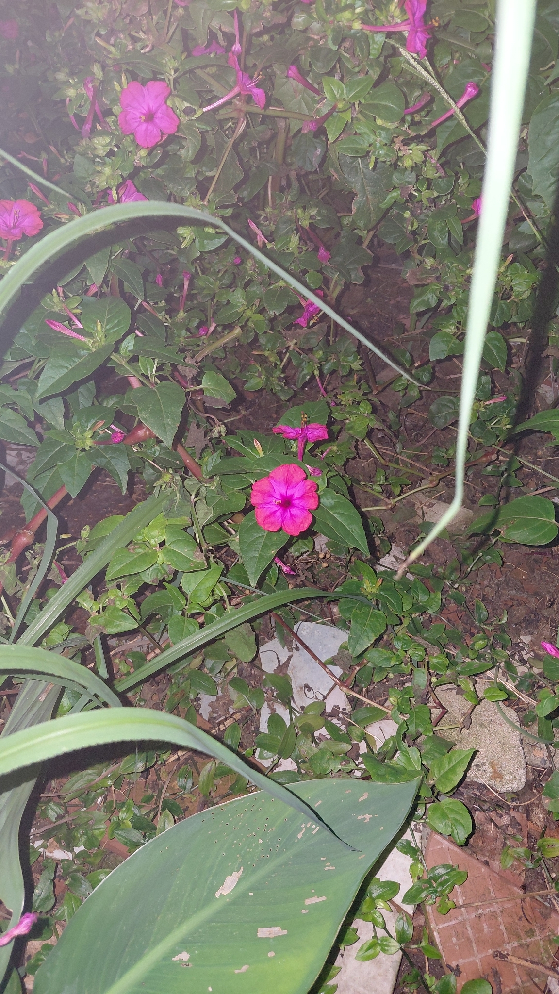 Mirabilis jalapa
