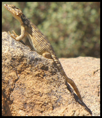 Karusasaurus polyzonus