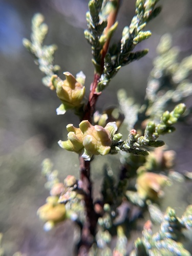 McNab cypress (Hesperocyparis macnabiana)
