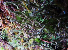 Tremella cladoniae