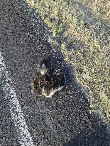 Striped Skunk