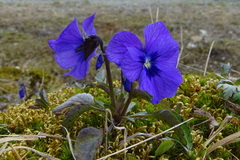 Viola altaica