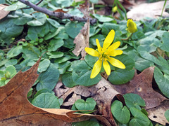 Ficaria verna