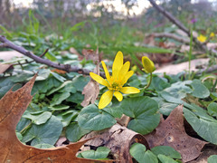 Ficaria verna