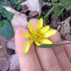 Ficaria verna