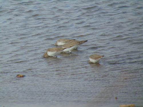Dunlin