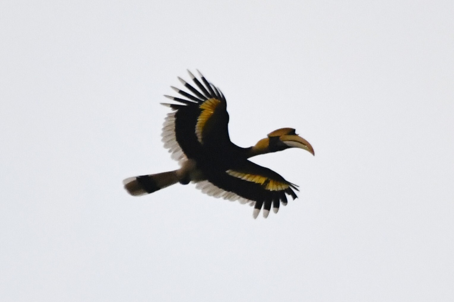 Great Hornbill (Buceros bicornis), photo 10
