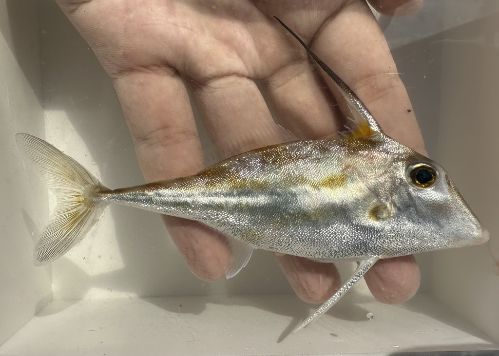 Long-Tail Tripodfish