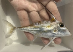 Long-Tail Tripodfish photo 1