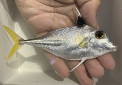 Hollow-Snouted Tripodfish photo 1