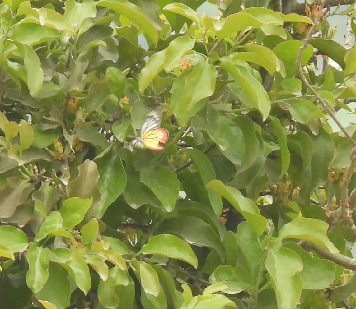 Dendrophthoe pentandra — ảnh 2