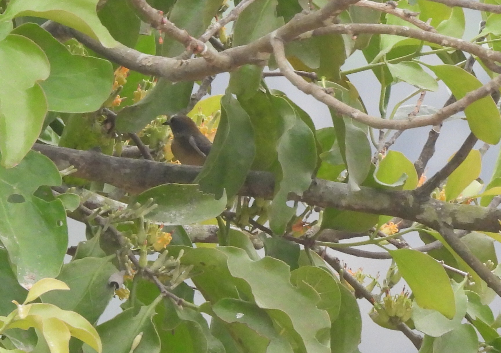 Dendrophthoe pentandra — ảnh 3
