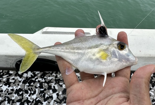 Silver tripodfish (Triacanthus nieuhofii) — Triacanthidae — 4