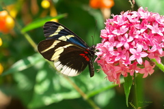 Heliconius eleuchia