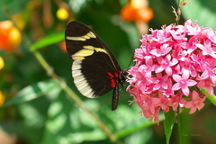Heliconius eleuchia