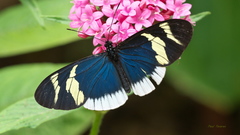 Heliconius eleuchia